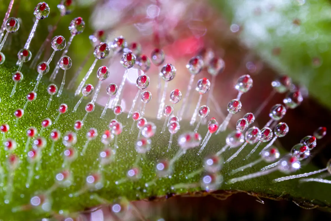 Drosera aliciae, Sonnentau